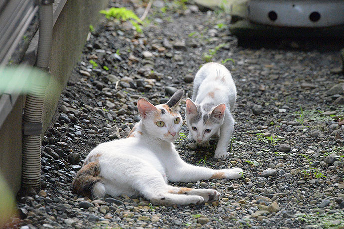 街のねこたち