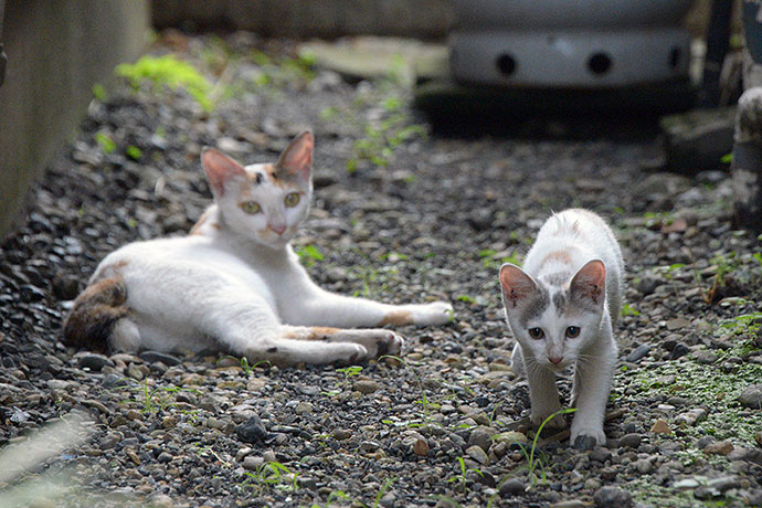 街のねこたち
