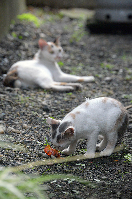 街のねこたち