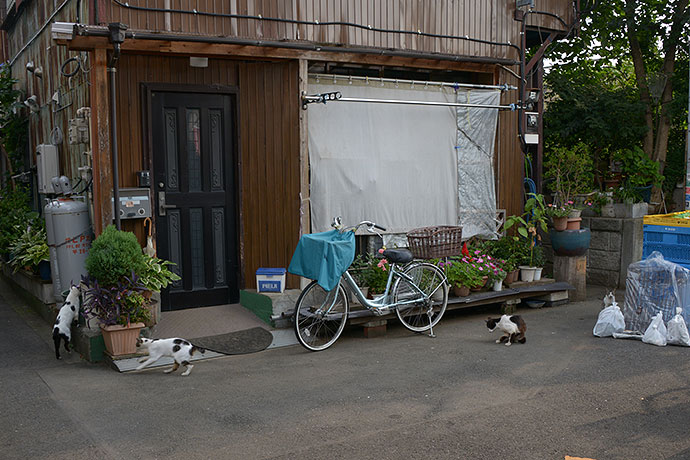 街のねこたち