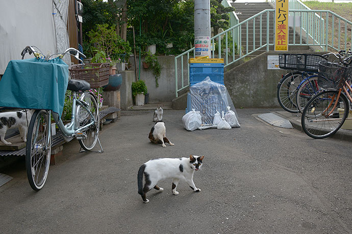 街のねこたち
