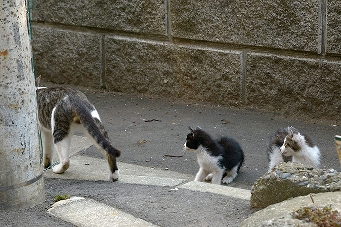 街のねこたち