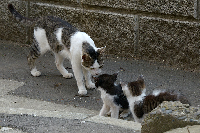 街のねこたち