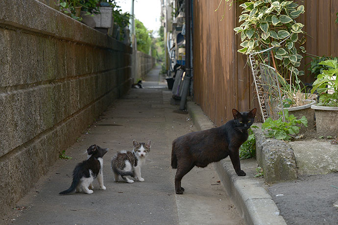街のねこたち