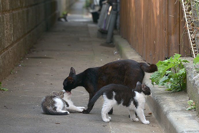 街のねこたち