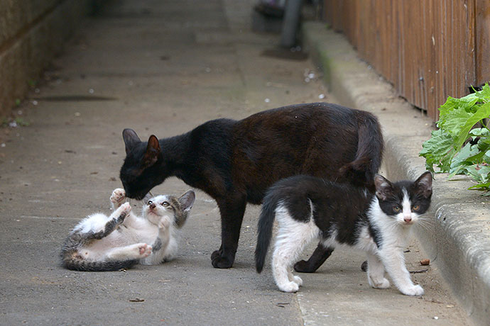 街のねこたち
