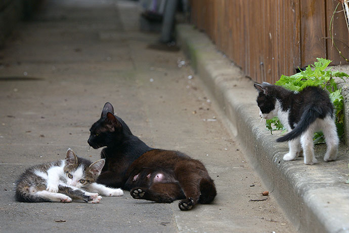 街のねこたち