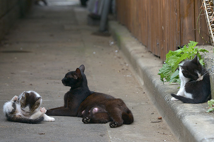 街のねこたち