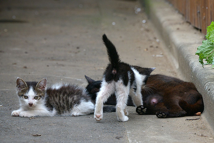 街のねこたち