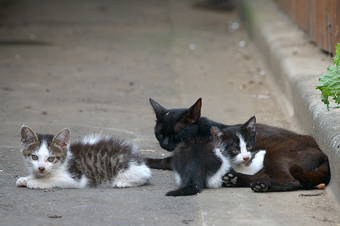 街のねこたち