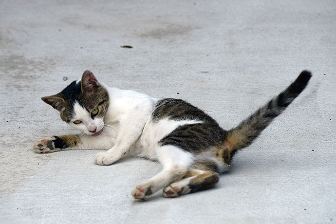 街のねこたち