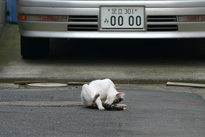 街のねこたち