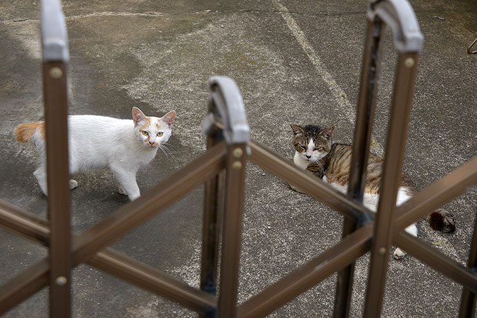 街のねこたち