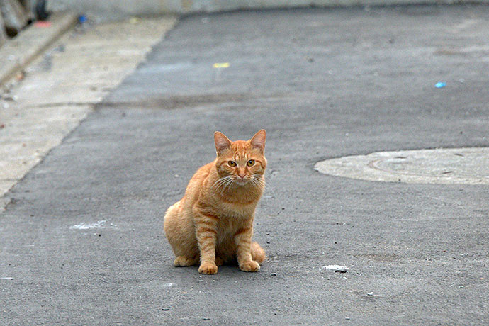 街のねこたち