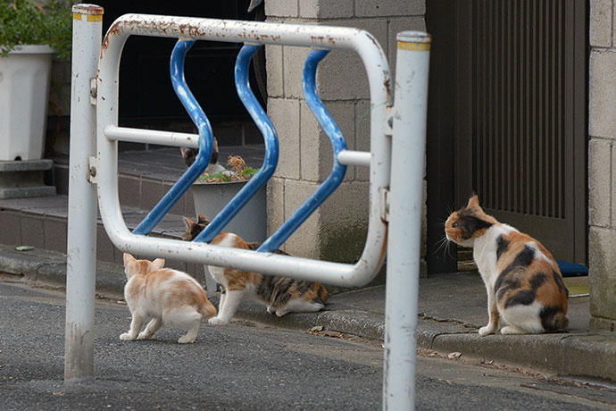 街のねこたち