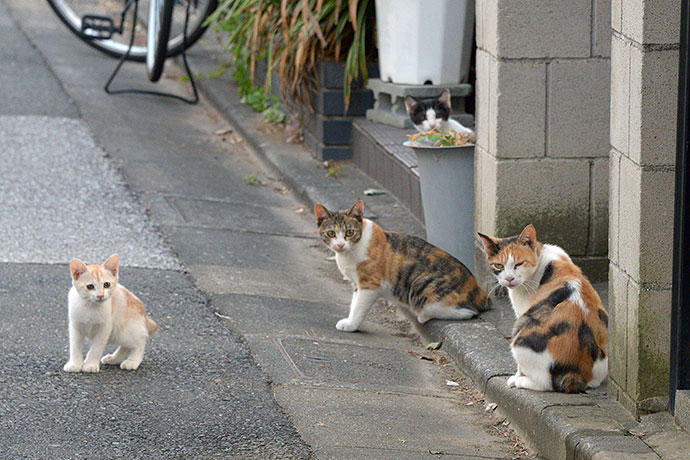 街のねこたち