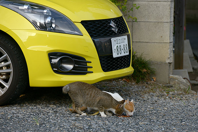 街のねこたち