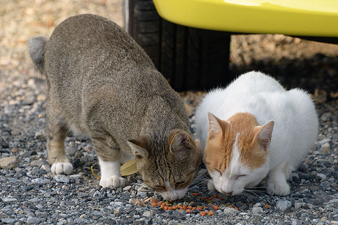 街のねこたち
