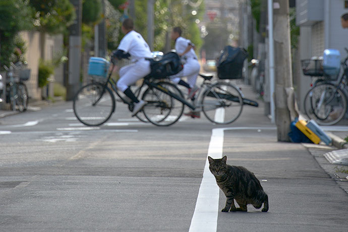 街のねこたち