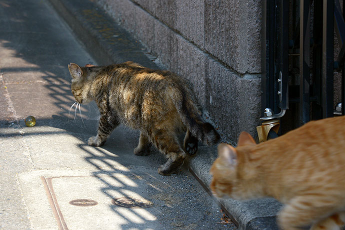 街のねこたち