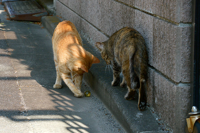 街のねこたち