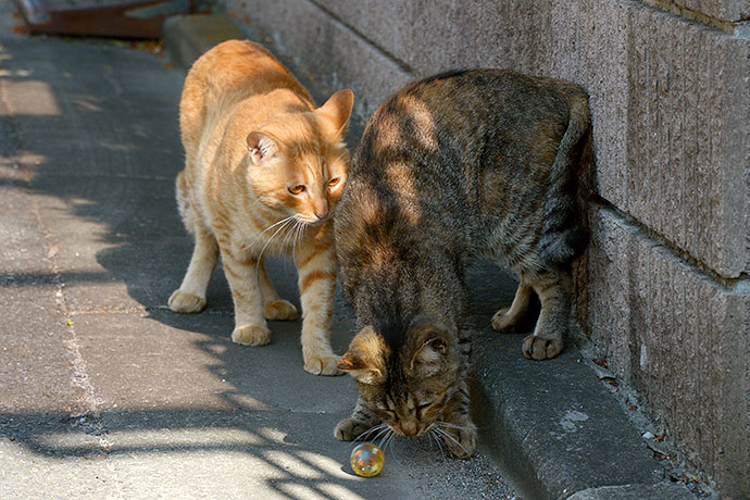 街のねこたち