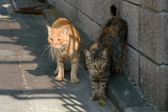 街のねこたち