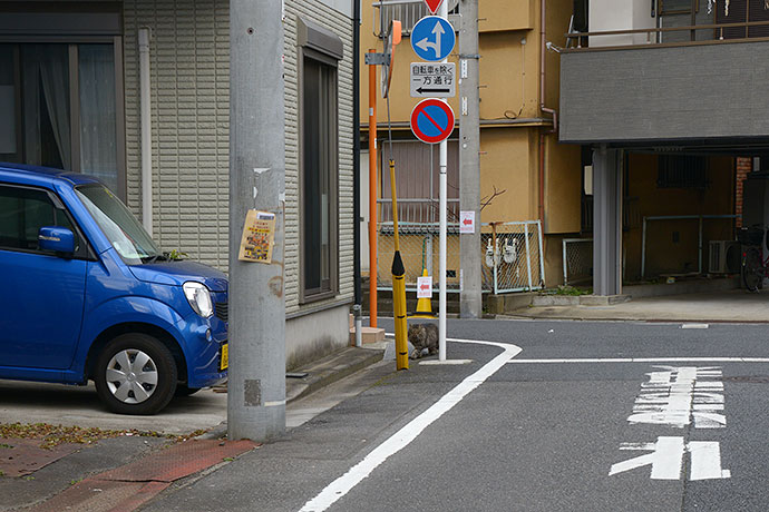 街のねこたち
