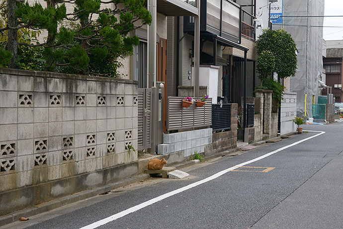 街のねこたち