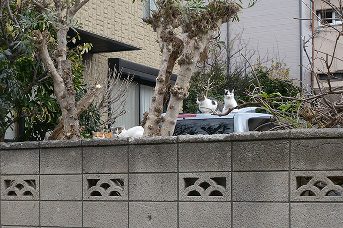 街のねこたち