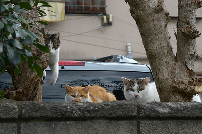 街のねこたち
