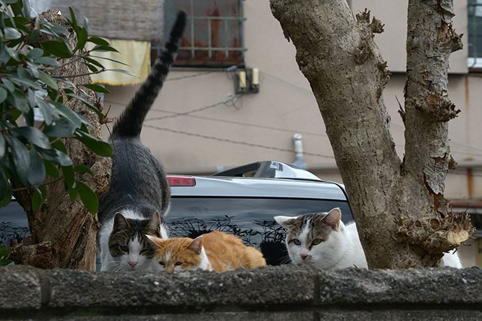 街のねこたち