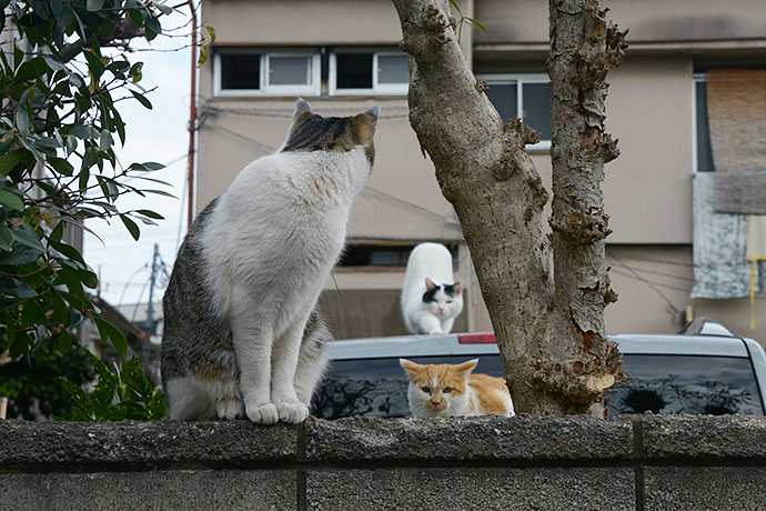 街のねこたち