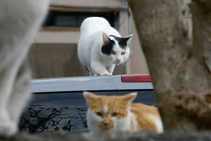 街のねこたち