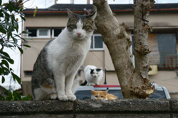 街のねこたち