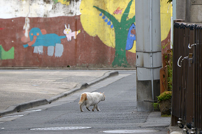 街のねこたち