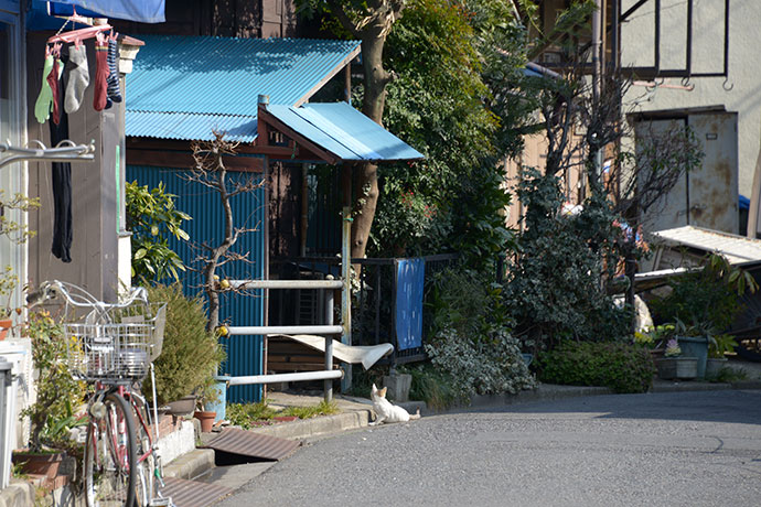 街のねこたち