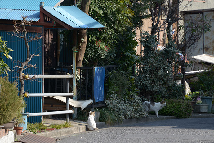 街のねこたち