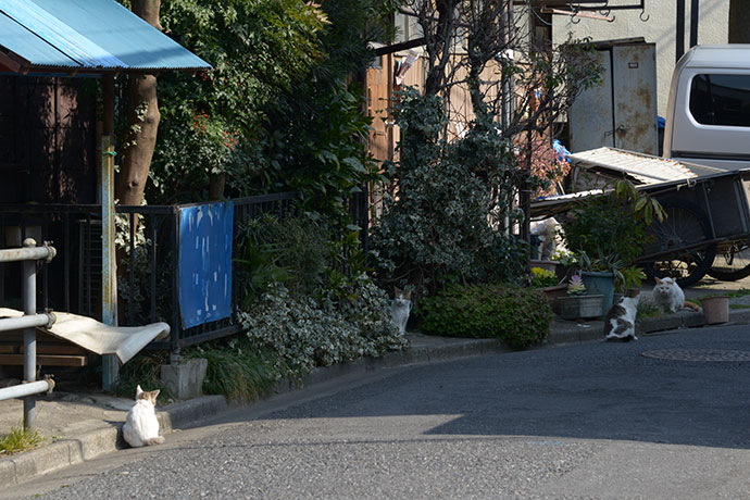 街のねこたち