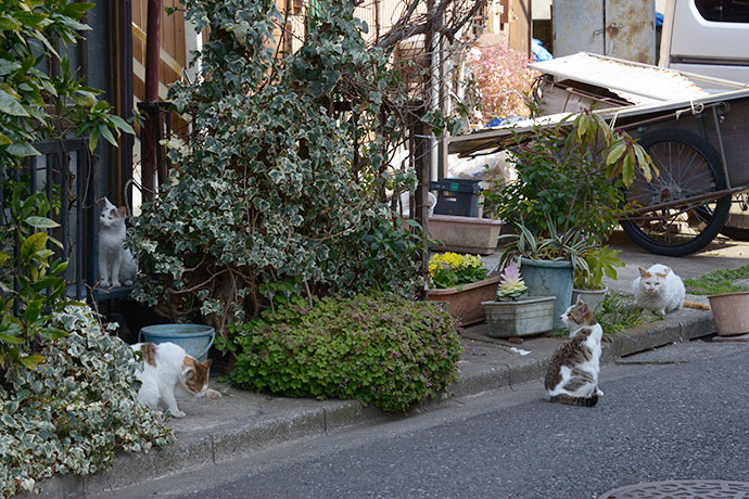街のねこたち