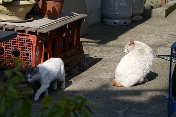 街のねこたち