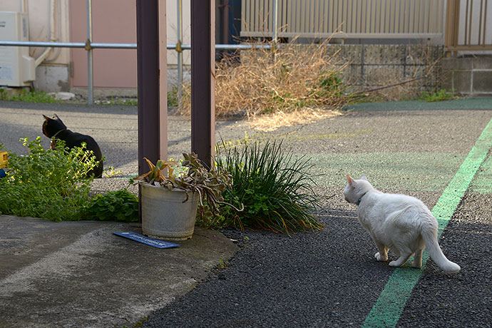 街のねこたち