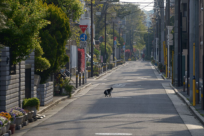 街のねこたち