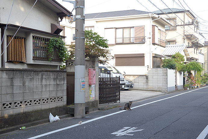 街のねこたち