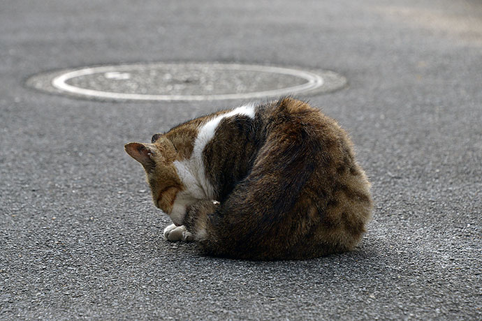 街のねこたち