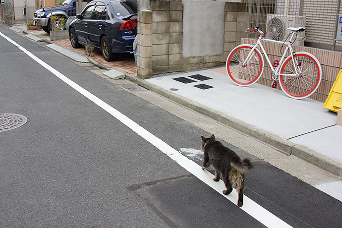 街のねこたち