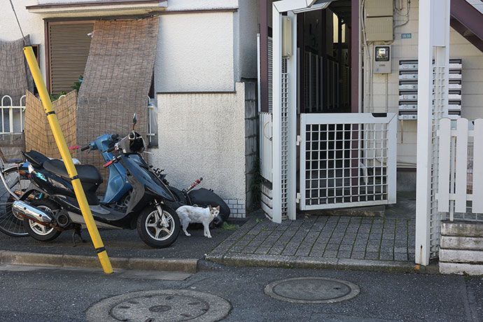 街のねこたち