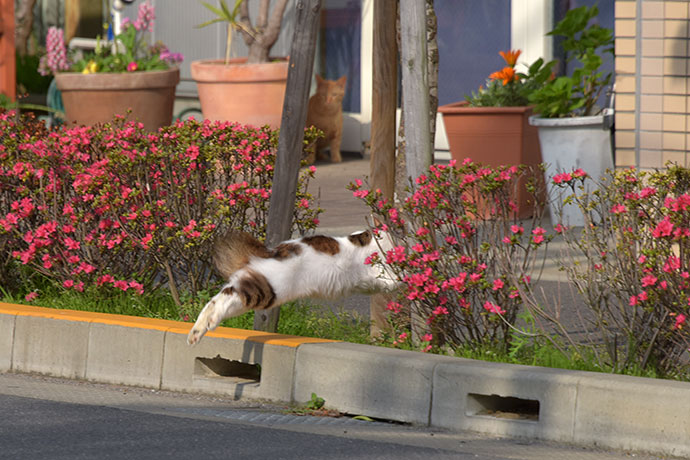 街のねこたち