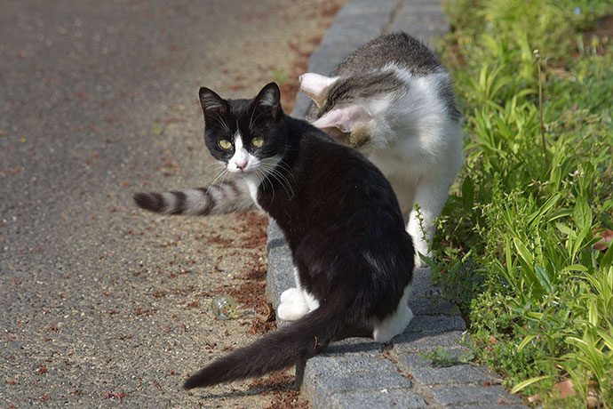 街のねこたち