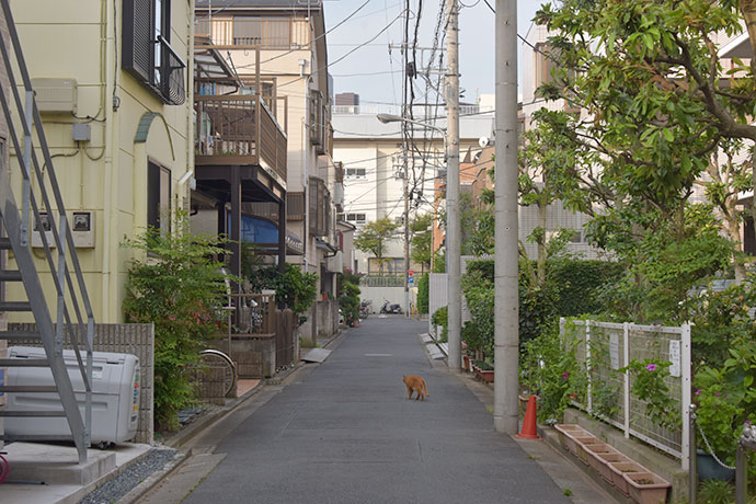 街のねこたち